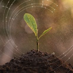 Looking for Growth? First, you have to find fertile ground.